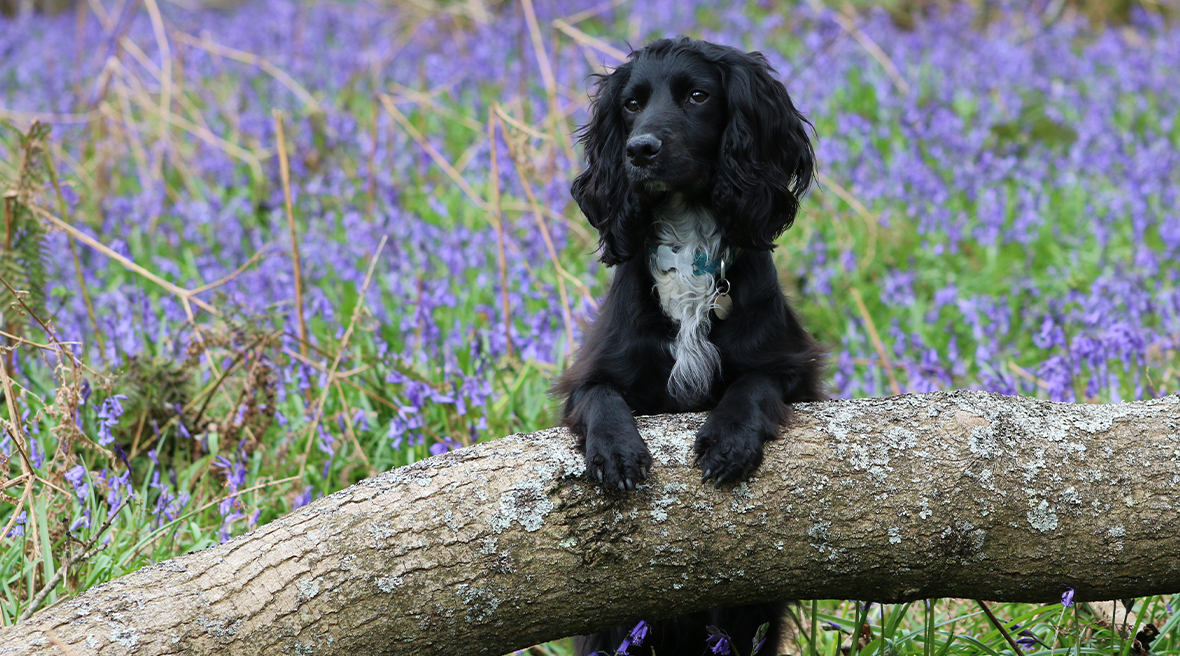 black and white cocker spaniel dog leaning on log in forest filled with blue flowers